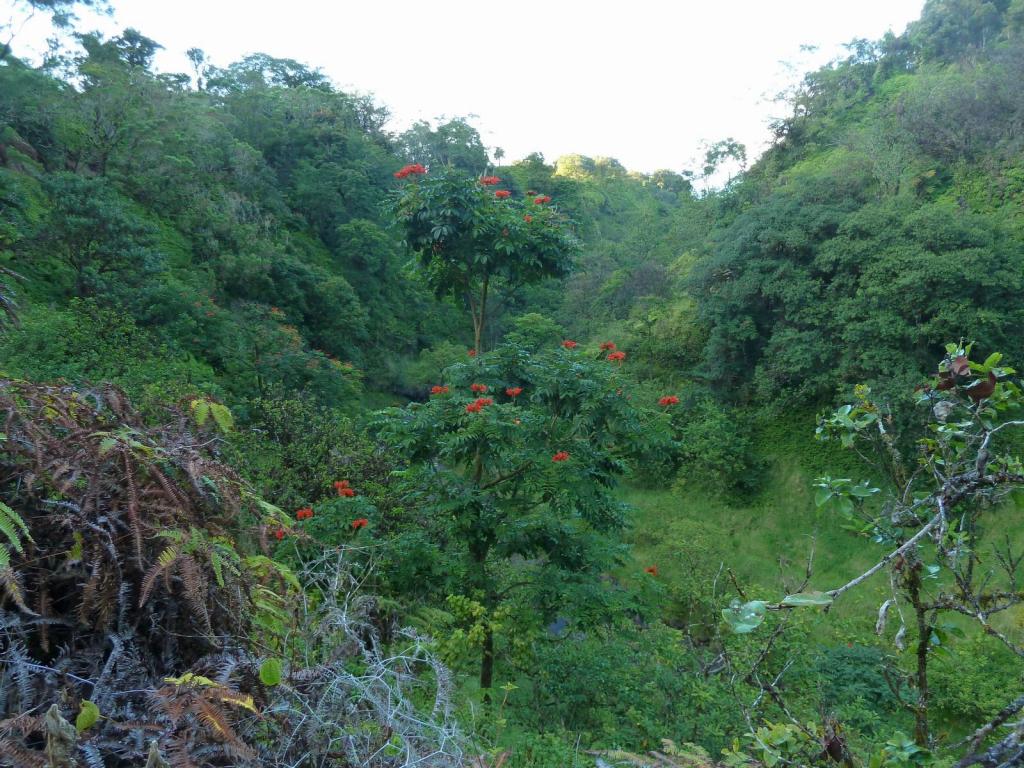 1239 - Road To Hana