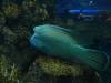 5100 - Vegas MandalaBay Aquarium