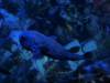 5101 - Vegas MandalaBay Aquarium