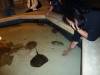 5105 - Vegas MandalaBay Aquarium