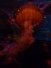 5107 - Vegas MandalaBay Aquarium