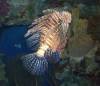 5110 - Vegas MandalaBay Aquarium