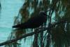 203 - Birds