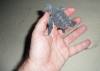 321 - Turtle Hatchlings