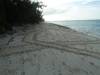 Album: Turtle Nesting