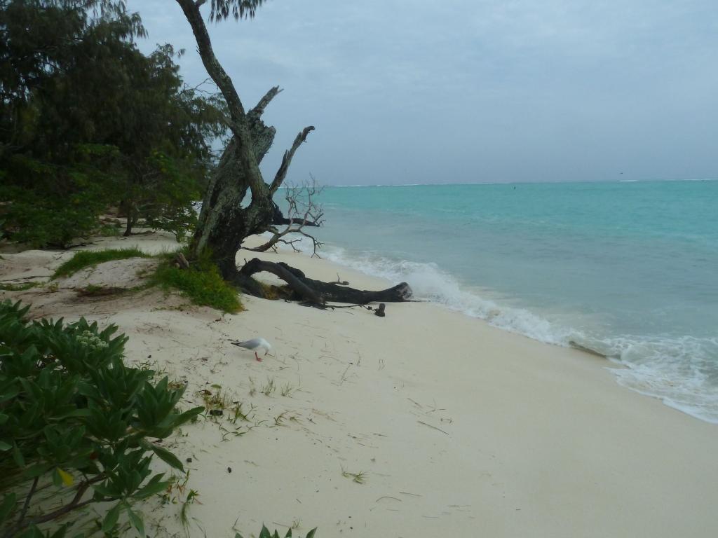 129 - Heron Island