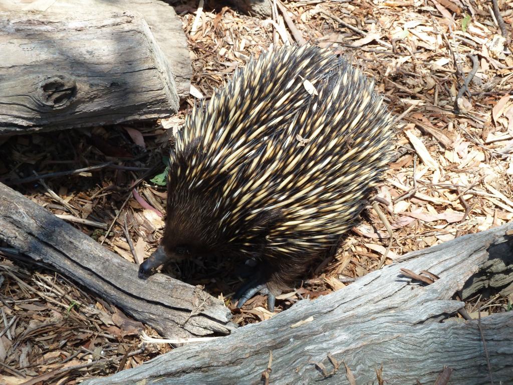 506 - Ballarat Wildlife Park