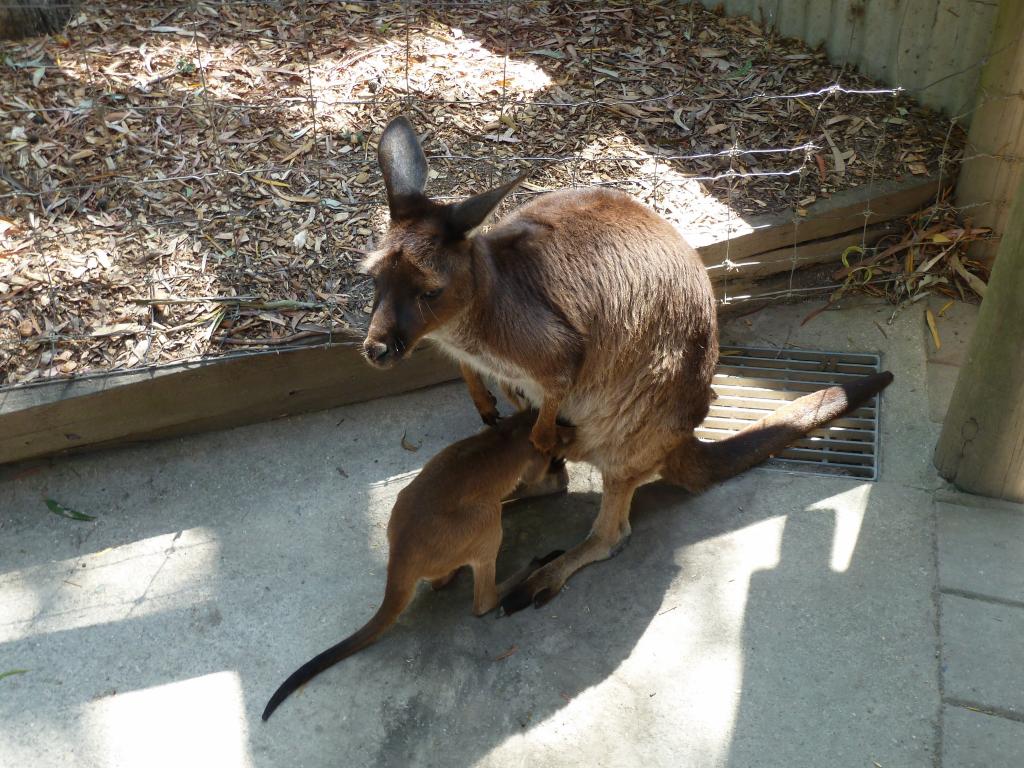 557 - Ballarat Wildlife Park