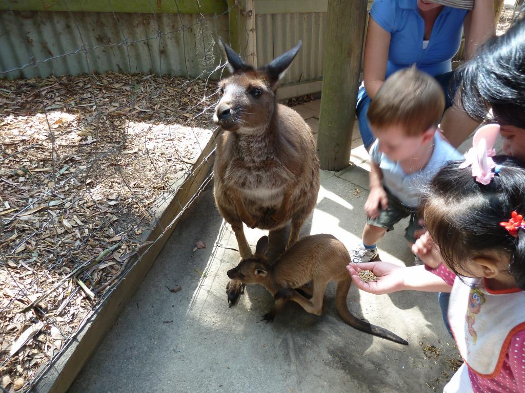 559 - Ballarat Wildlife Park