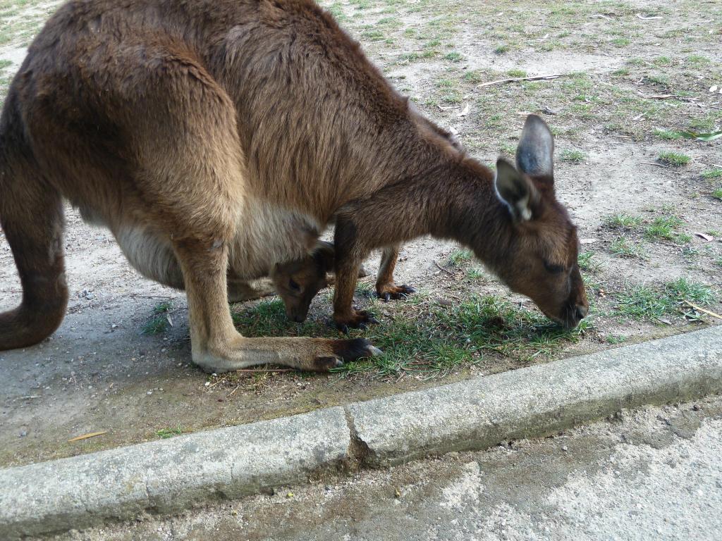 583 - Ballarat Wildlife Park