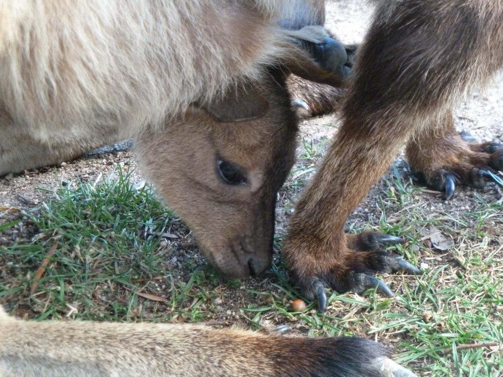 584 - Ballarat Wildlife Park