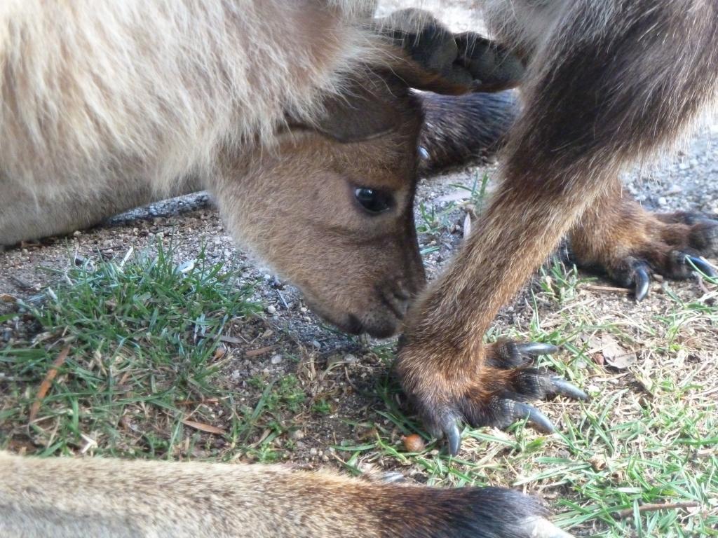 585 - Ballarat Wildlife Park