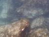 Album: Day1-Snorkel1 Isla Seymour