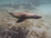 Album: Dive1-1 Isla Lobos