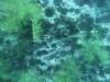 Album: Dive6-2 Punta Vicente Roca