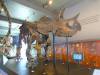 Album: LA Natural History Museum