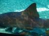 Album: Long Beach Aquarium