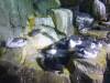 8006 - Long Beach Aquarium