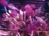 8008 - Long Beach Aquarium