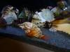 8015 - Long Beach Aquarium