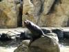 8032 - Long Beach Aquarium