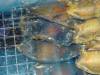 8044 - Long Beach Aquarium
