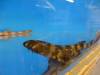 8045 - Long Beach Aquarium
