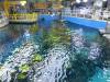 8049 - Long Beach Aquarium