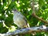 145 - Lord Howe Island