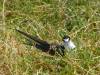 186 - Lord Howe Island