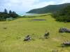 236 - Lord Howe Island