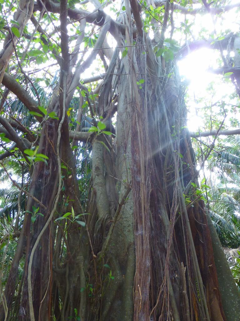 133 - Lord Howe Island