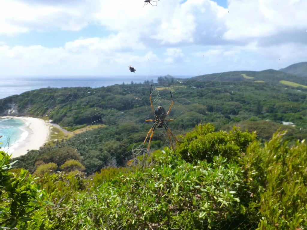 138 - Lord Howe Island