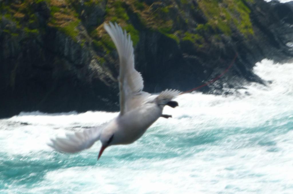 157 - Lord Howe Island