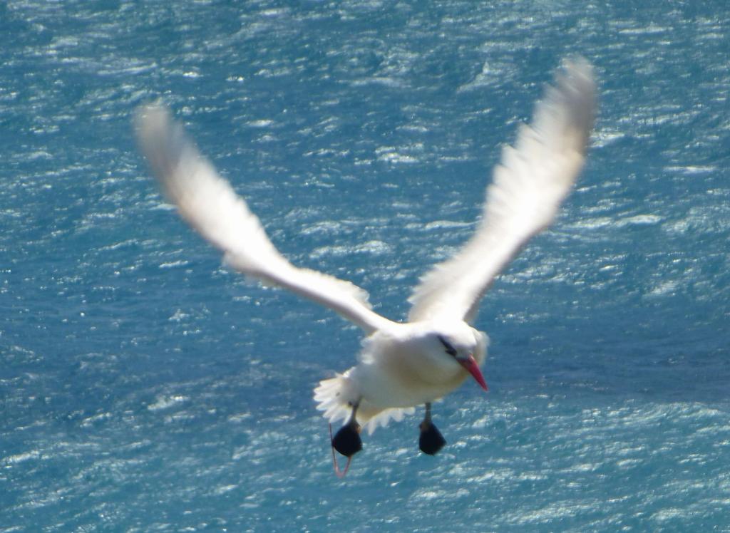 159 - Lord Howe Island