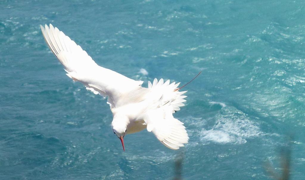 161 - Lord Howe Island