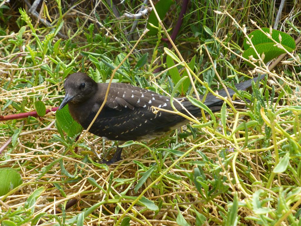 182 - Lord Howe Island