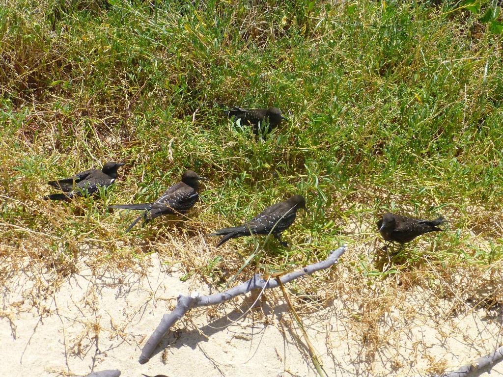 187 - Lord Howe Island