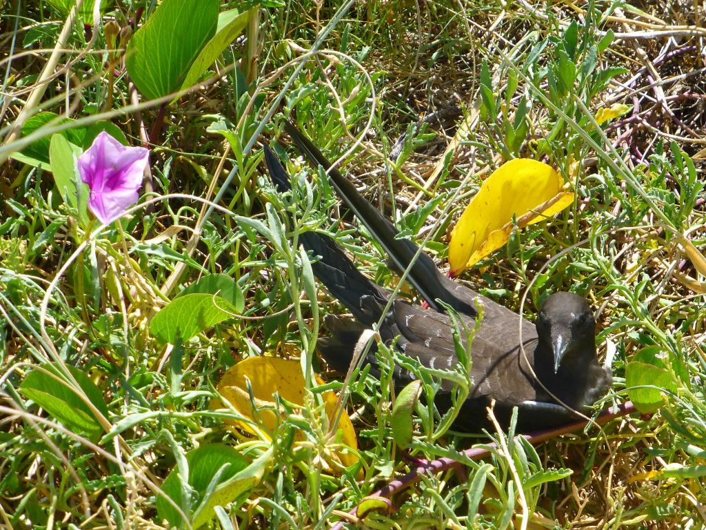 189 - Lord Howe Island