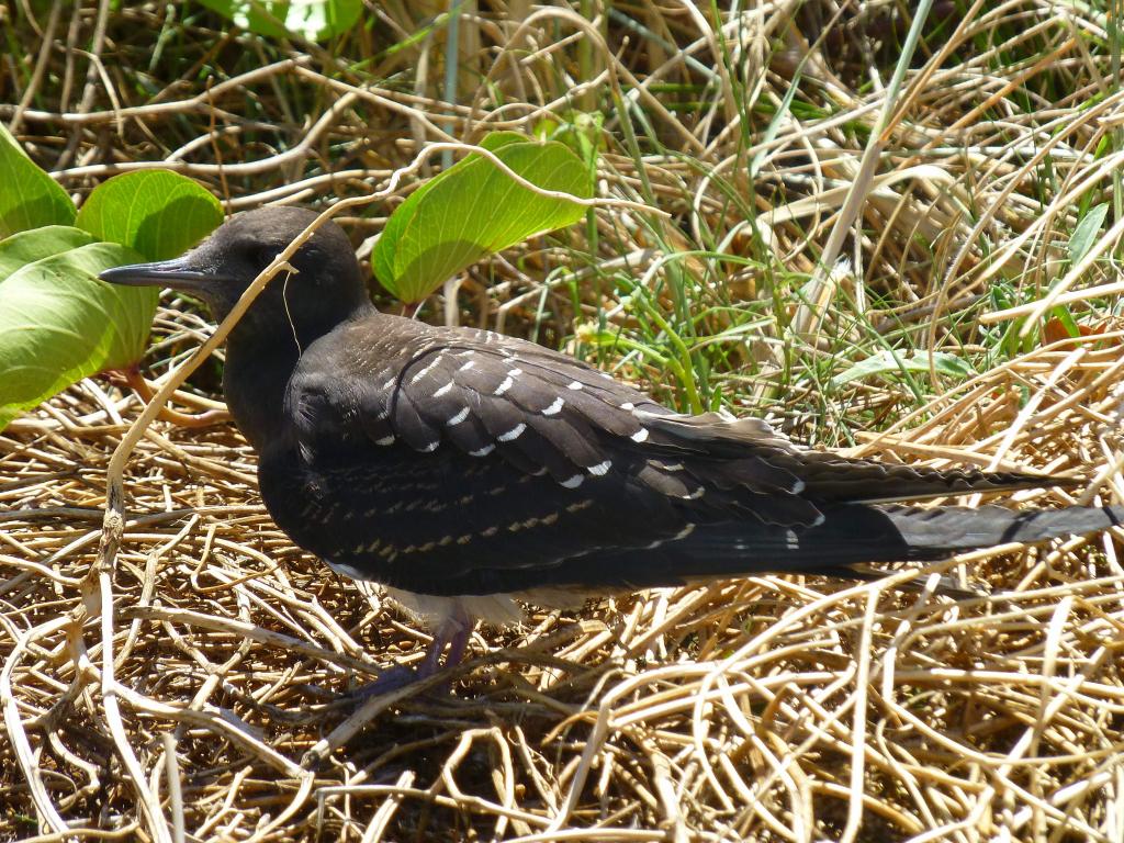 190 - Lord Howe Island