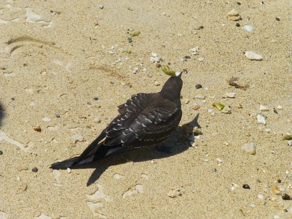 196 - Lord Howe Island