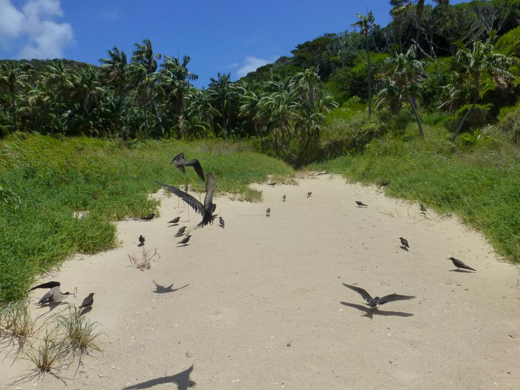 200 - Lord Howe Island