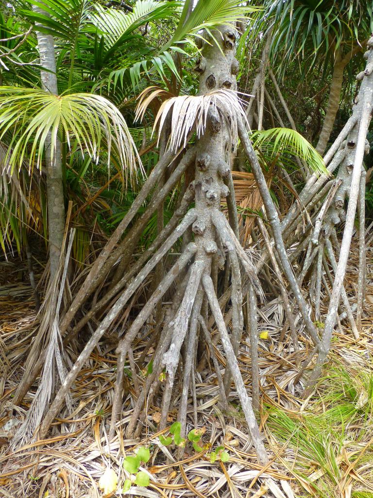 214 - Lord Howe Island