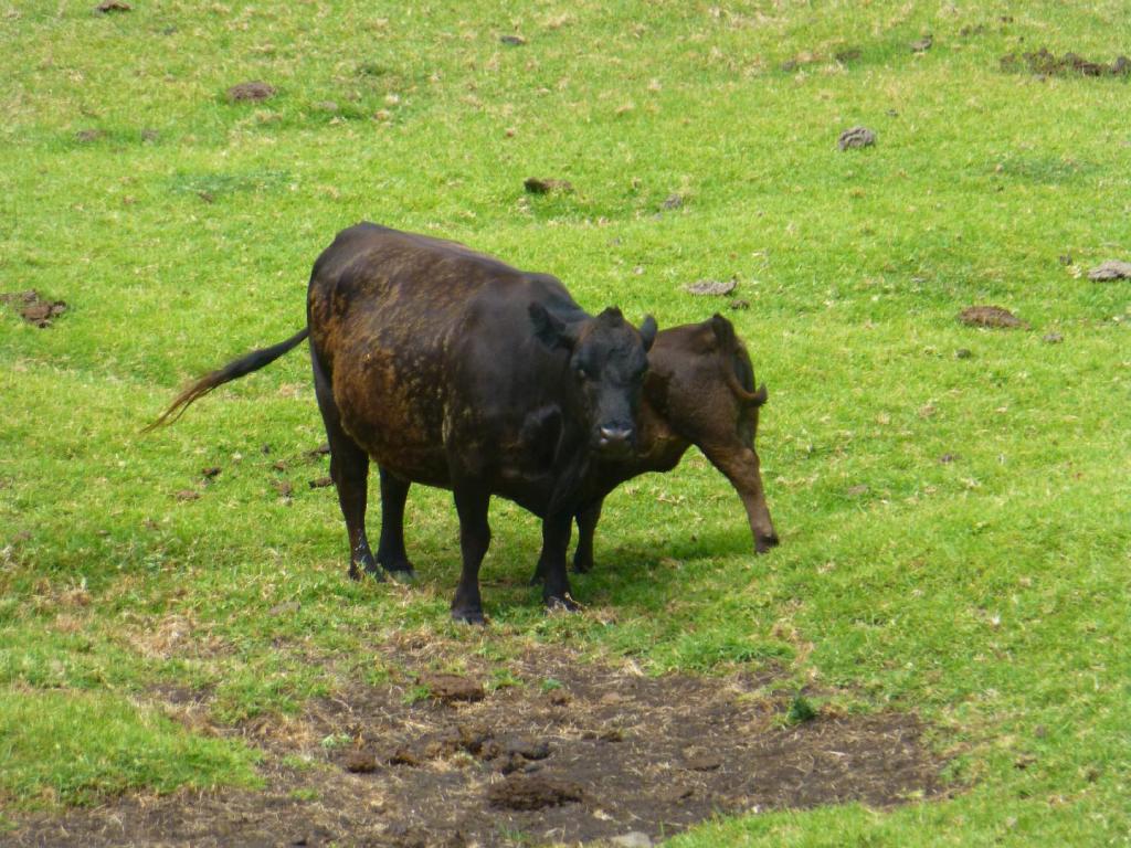 228 - Lord Howe Island