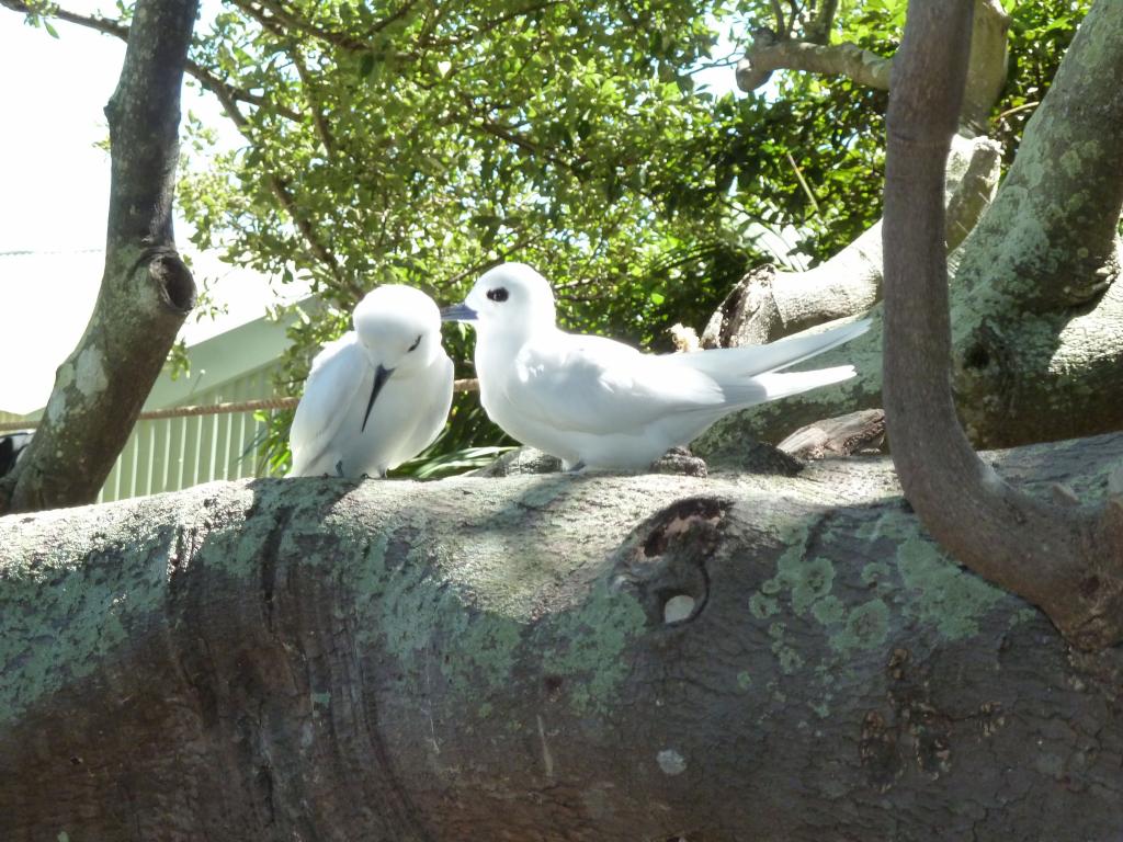 251 - Lord Howe Island