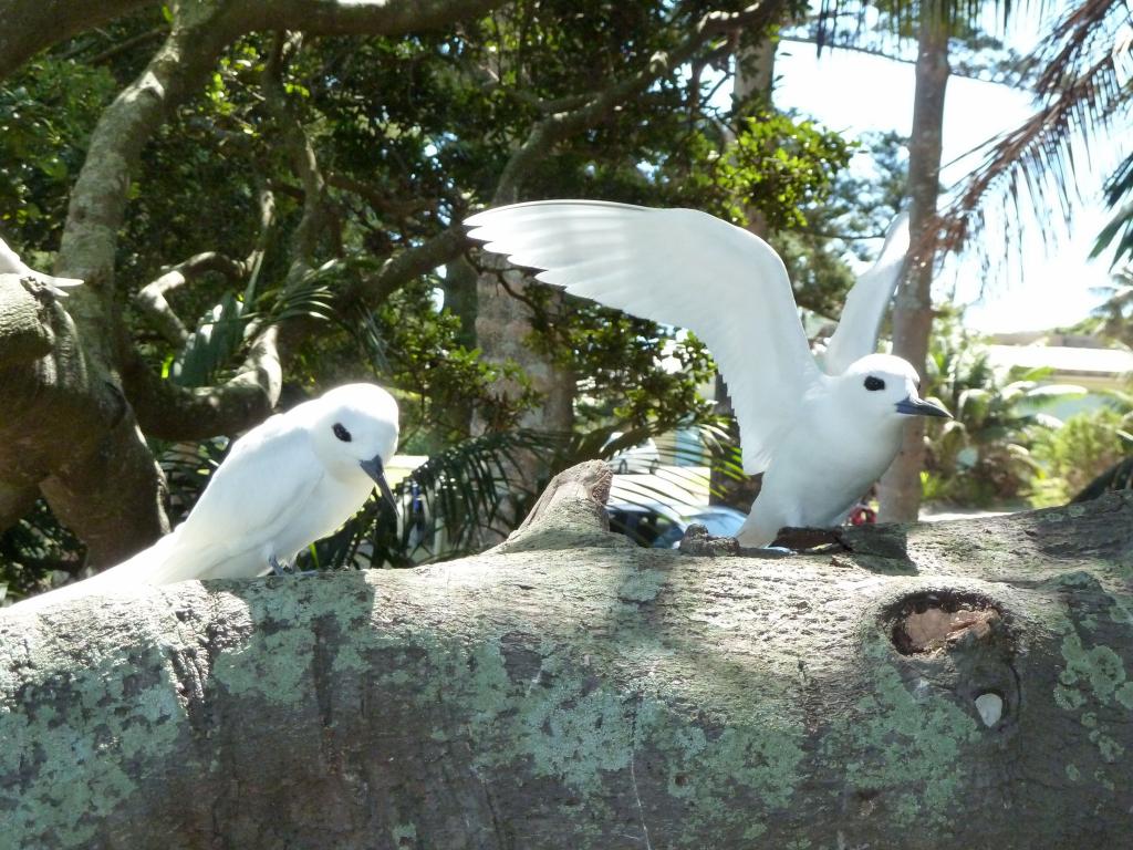 253 - Lord Howe Island