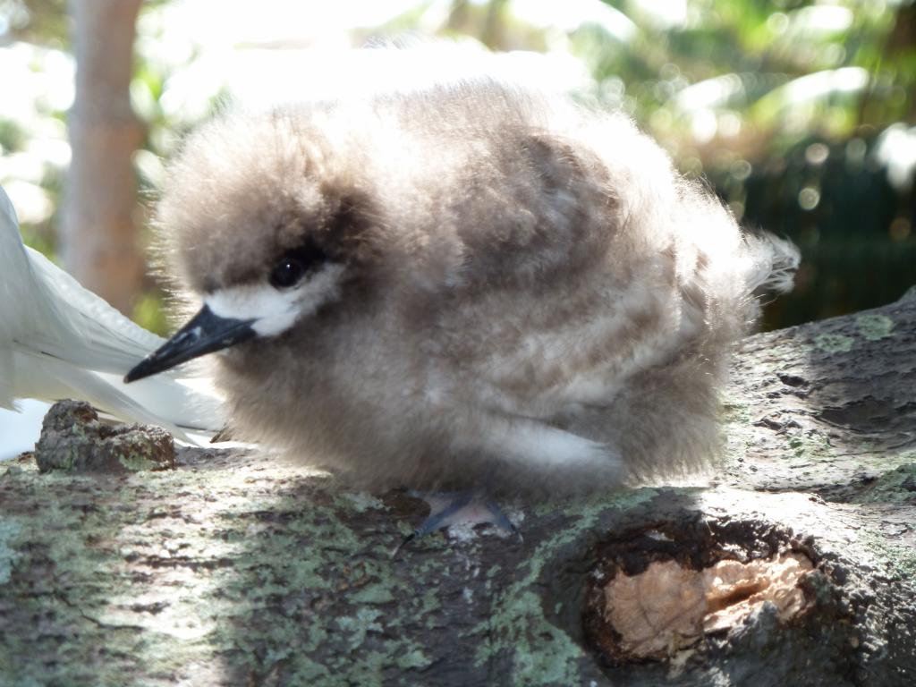 256 - Lord Howe Island