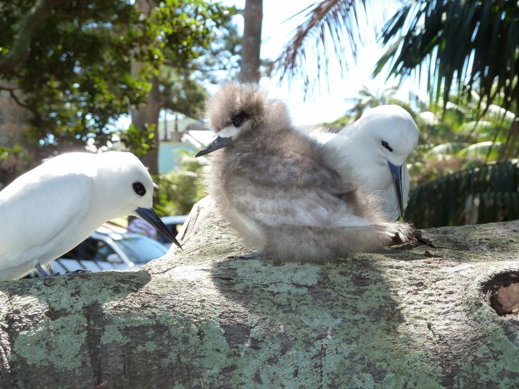 257 - Lord Howe Island