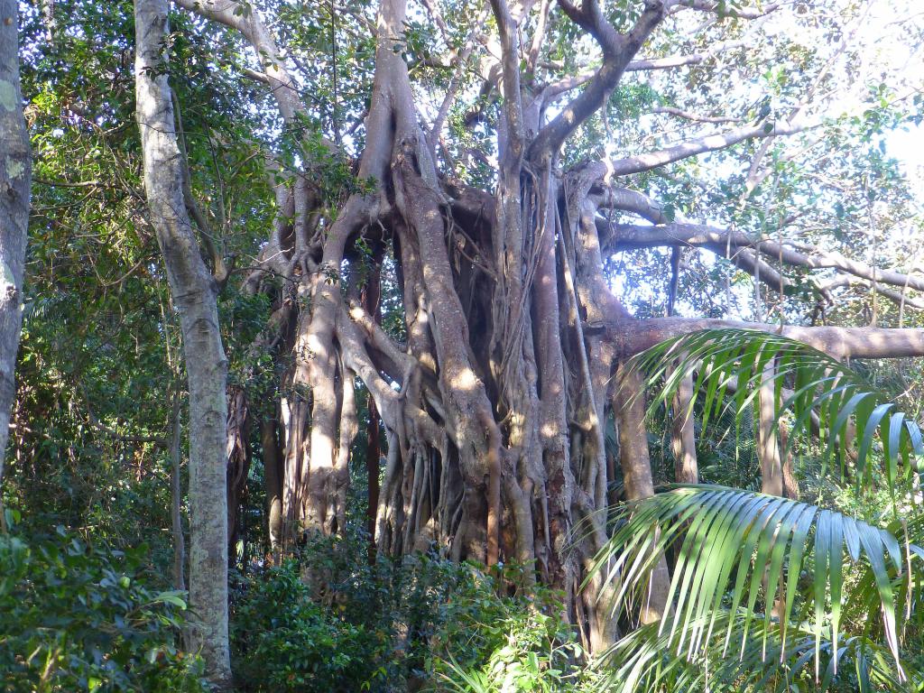 276 - Lord Howe Island