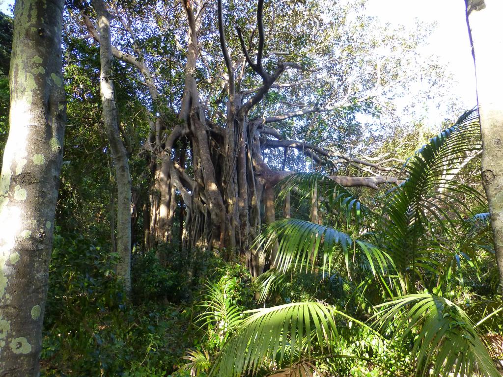 277 - Lord Howe Island